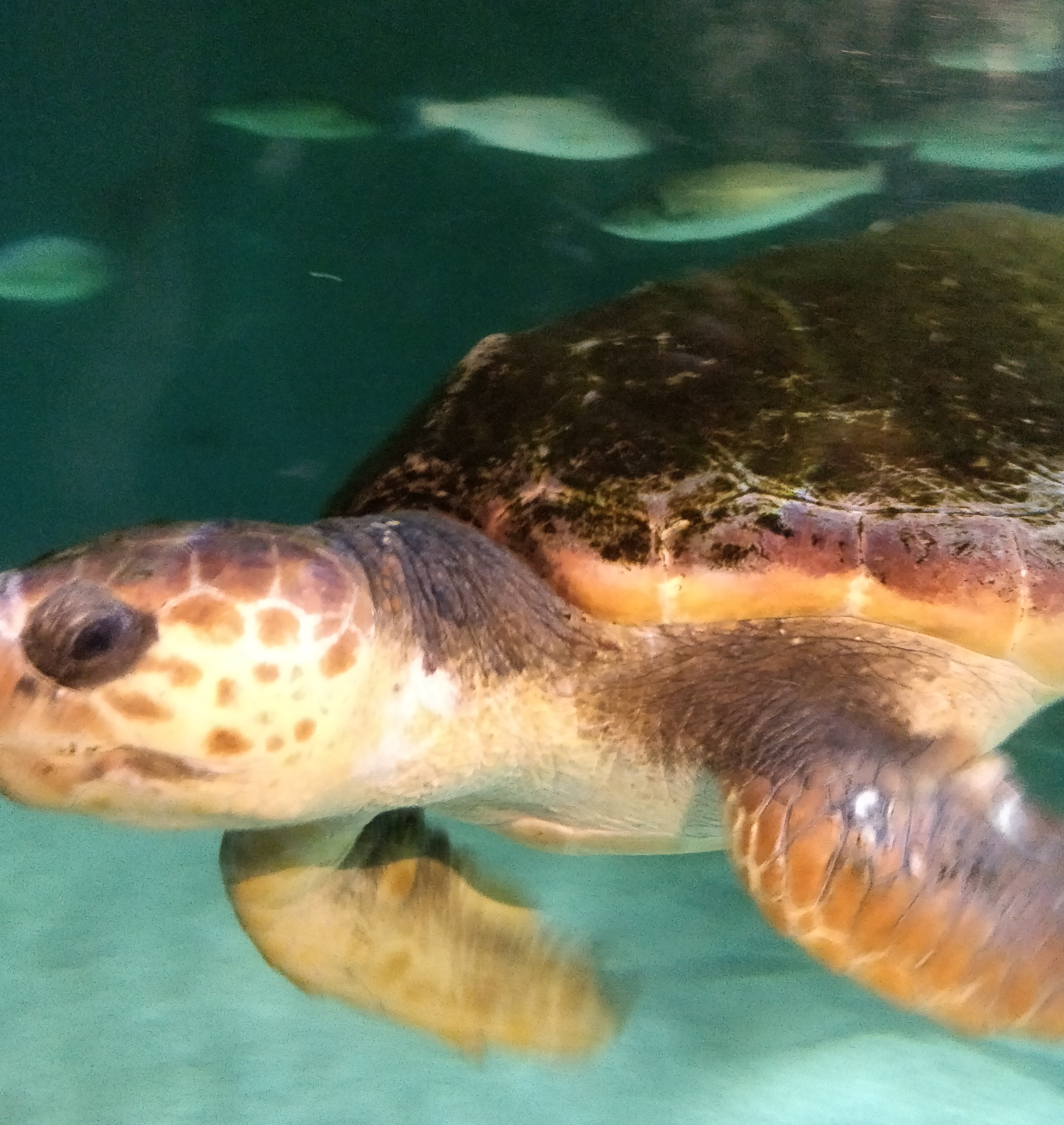 IMG_20180731_135219__01