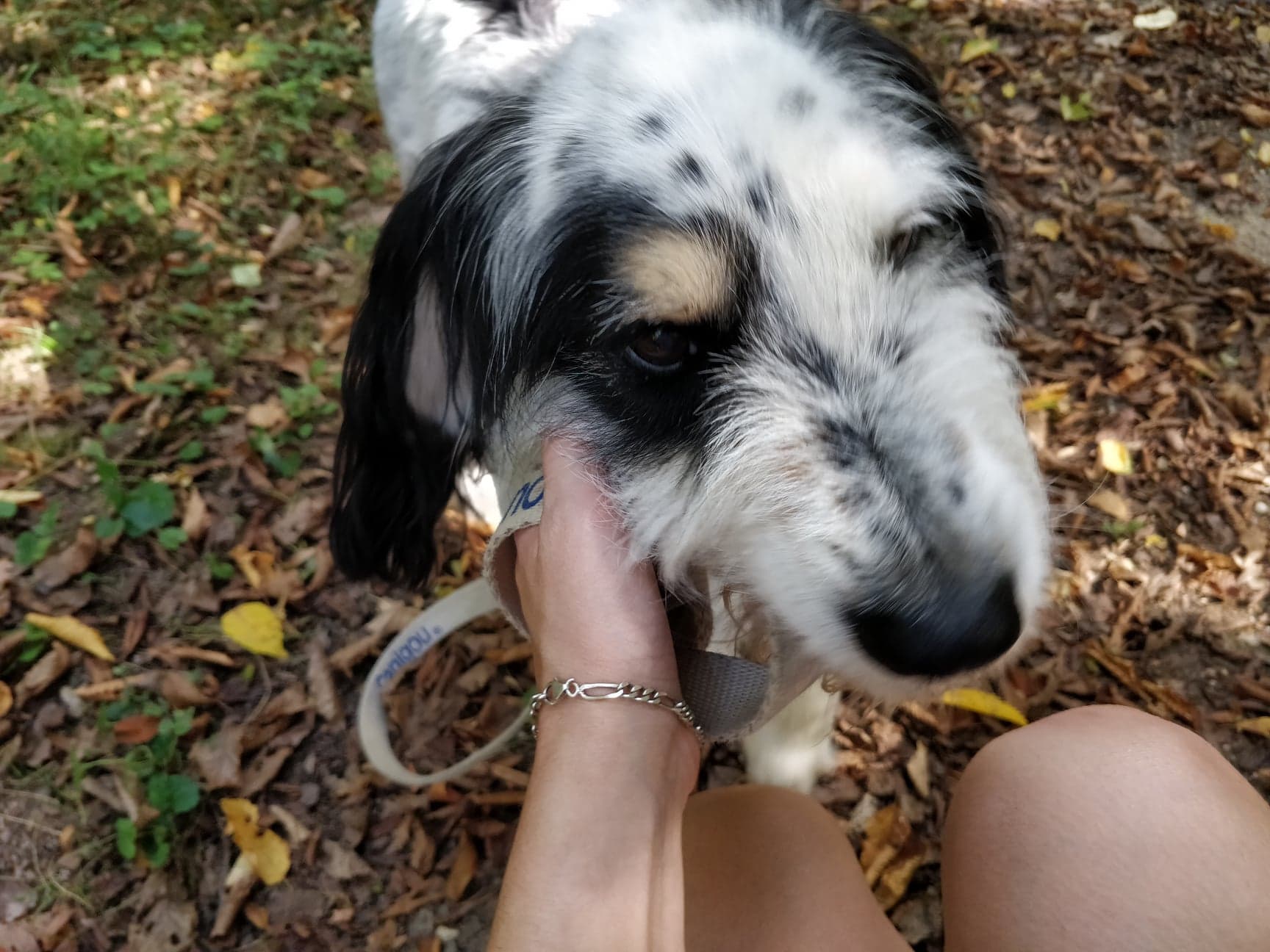 42327031_239791176707606_1640877747037274112_n